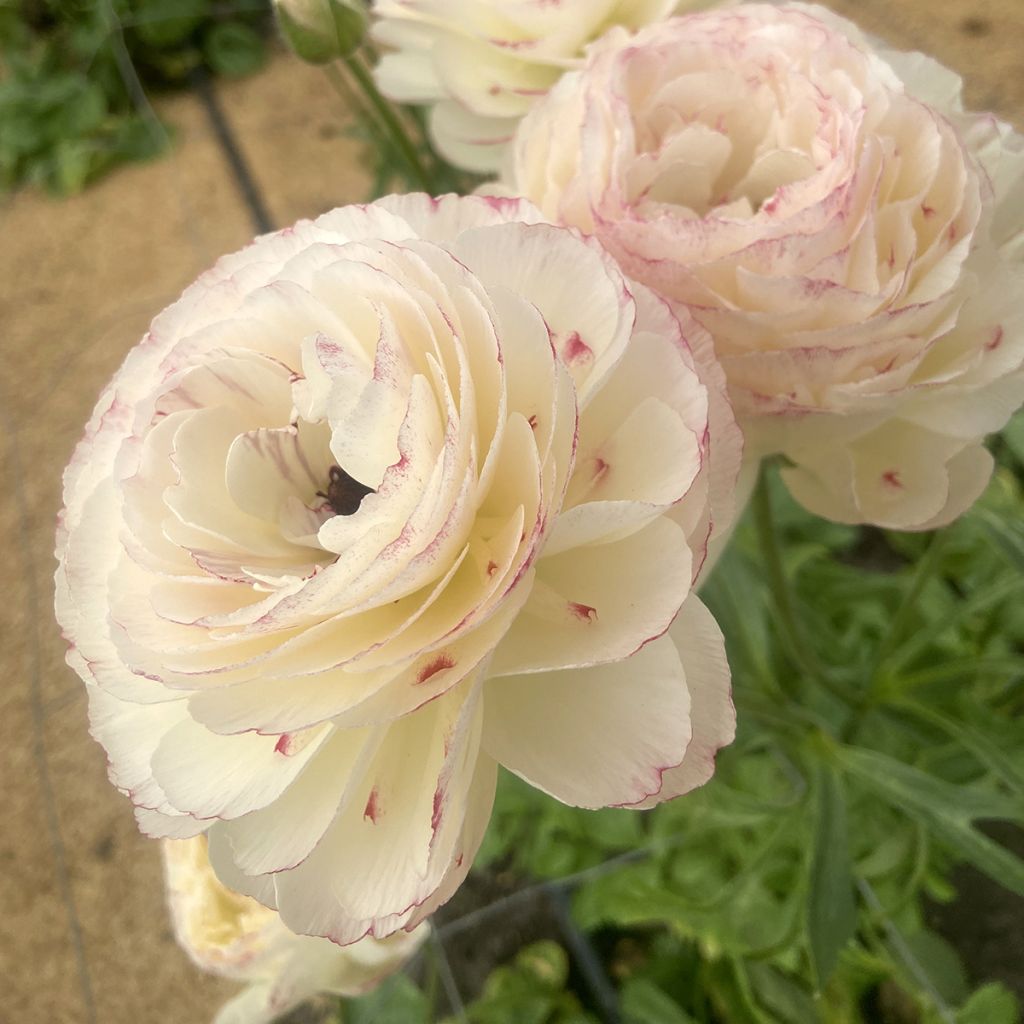 Renoncule des fleuristes Romance Orleans – Ranunculus asiaticus