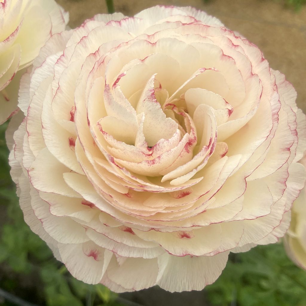 Renoncule des fleuristes Romance Orleans – Ranunculus asiaticus