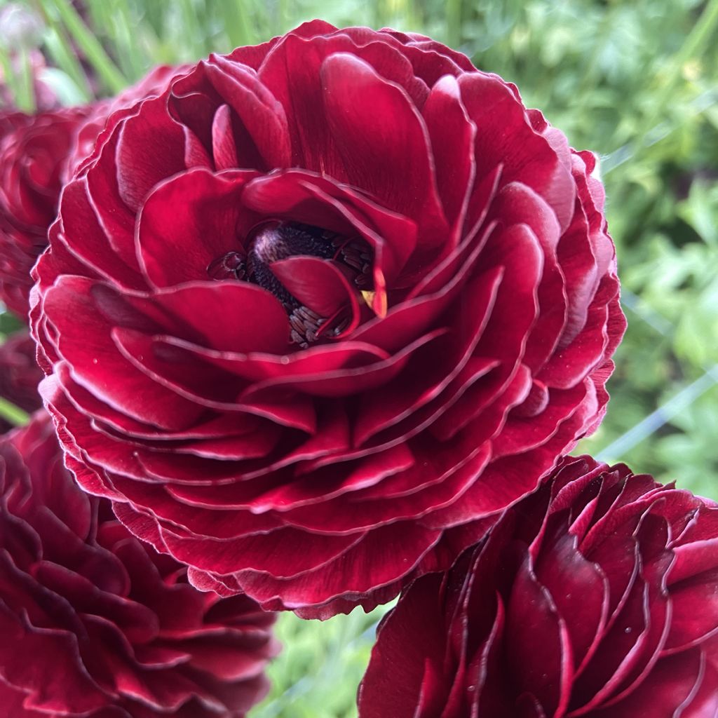 Renoncule des fleuristes Romance Perigord – Ranunculus asiaticus