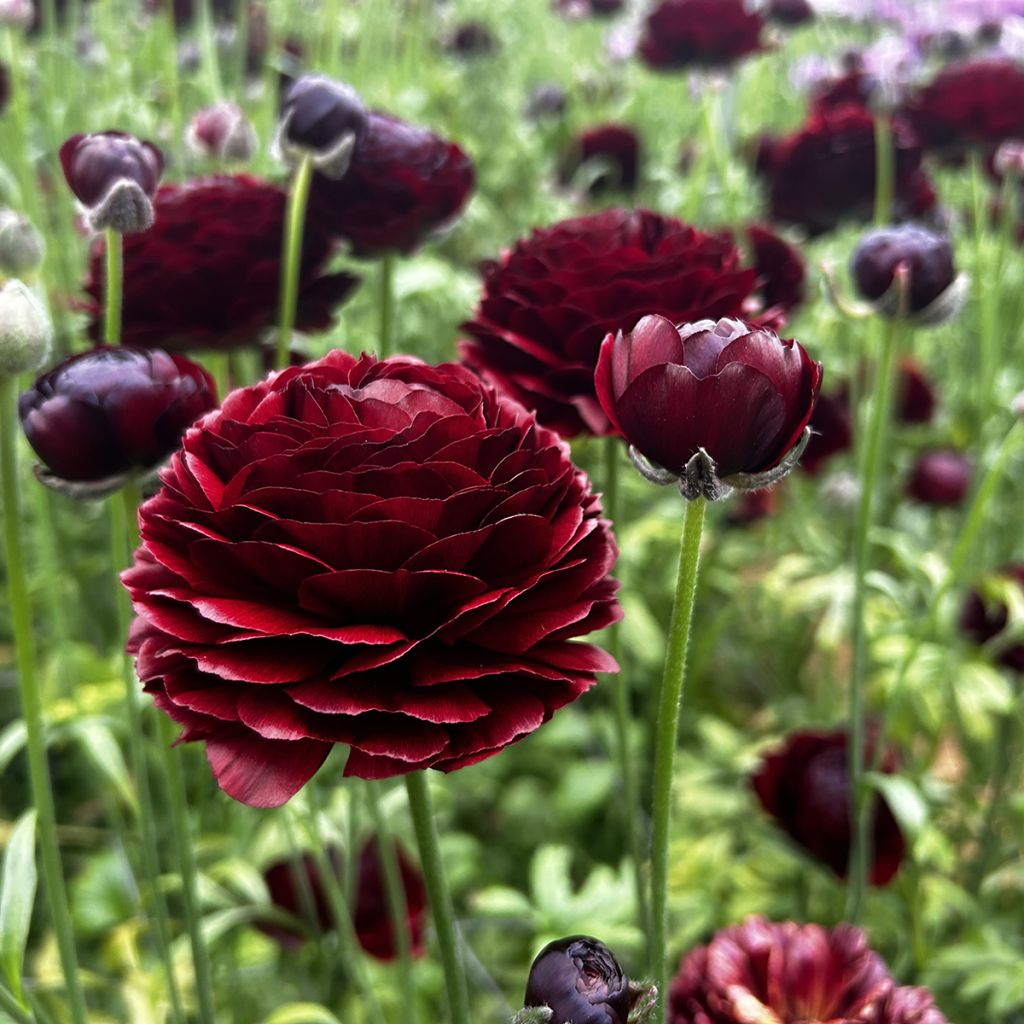 Renoncule des fleuristes Romance Perigord – Ranunculus asiaticus