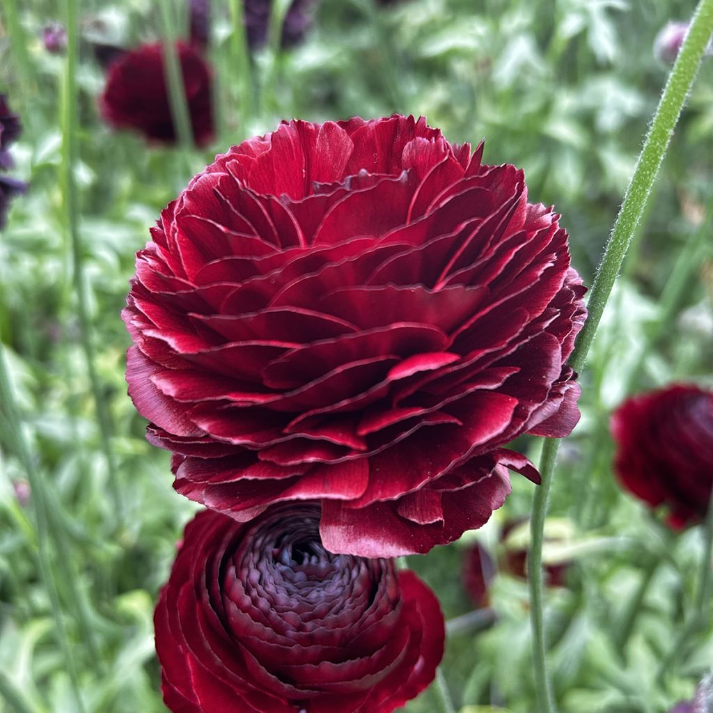 Renoncule des fleuristes Romance Perigord – Ranunculus asiaticus