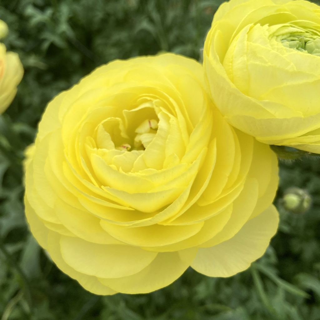 Renoncule des fleuristes Romance Quimper – Ranunculus asiaticus