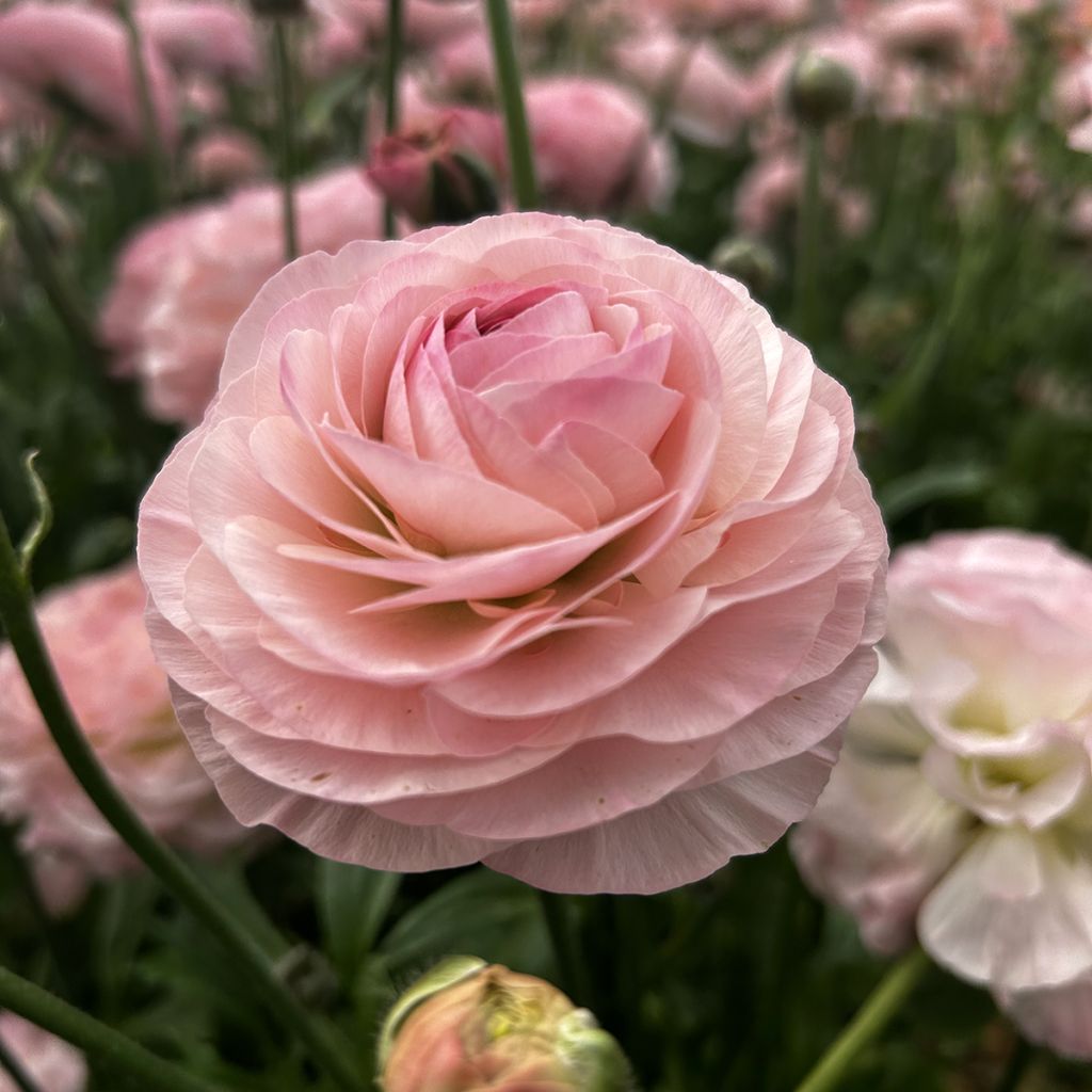 Renoncule des fleuristes Romance Seine – Ranunculus asiaticus