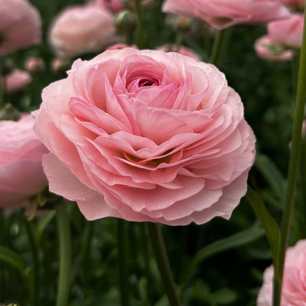 Renoncule des fleuristes Romance Seine – Ranunculus asiaticus