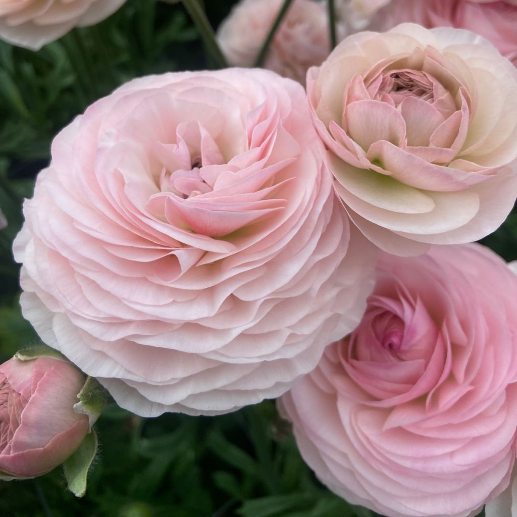 Renoncule des fleuristes Romance Seine – Ranunculus asiaticus