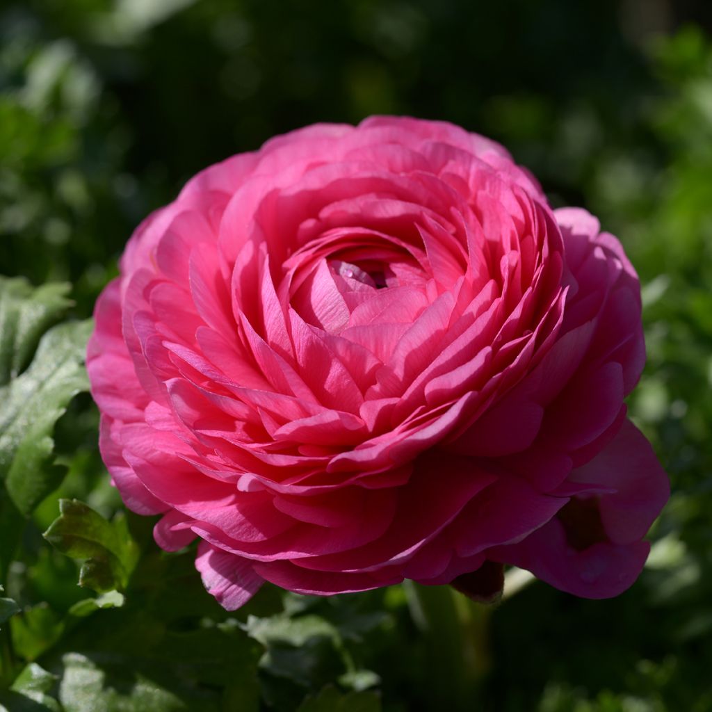 Renoncule des fleuristes Vortex F1 Hot Pink - Ranunculus hybrida