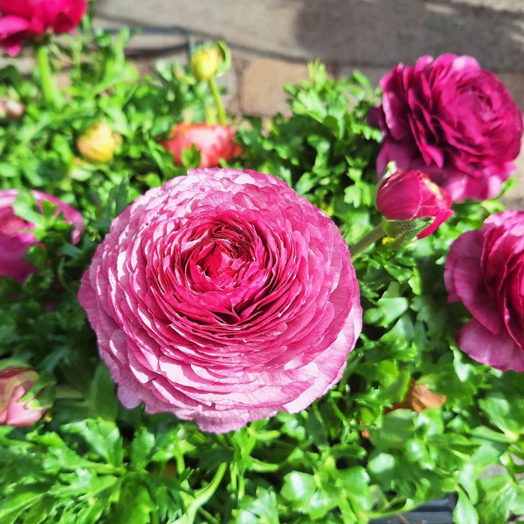 Renoncule des fleuristes Vortex F1 Hot Pink - Ranunculus hybrida