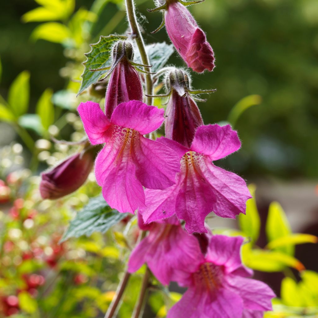 Rehmannia elata - Digitale chinoise