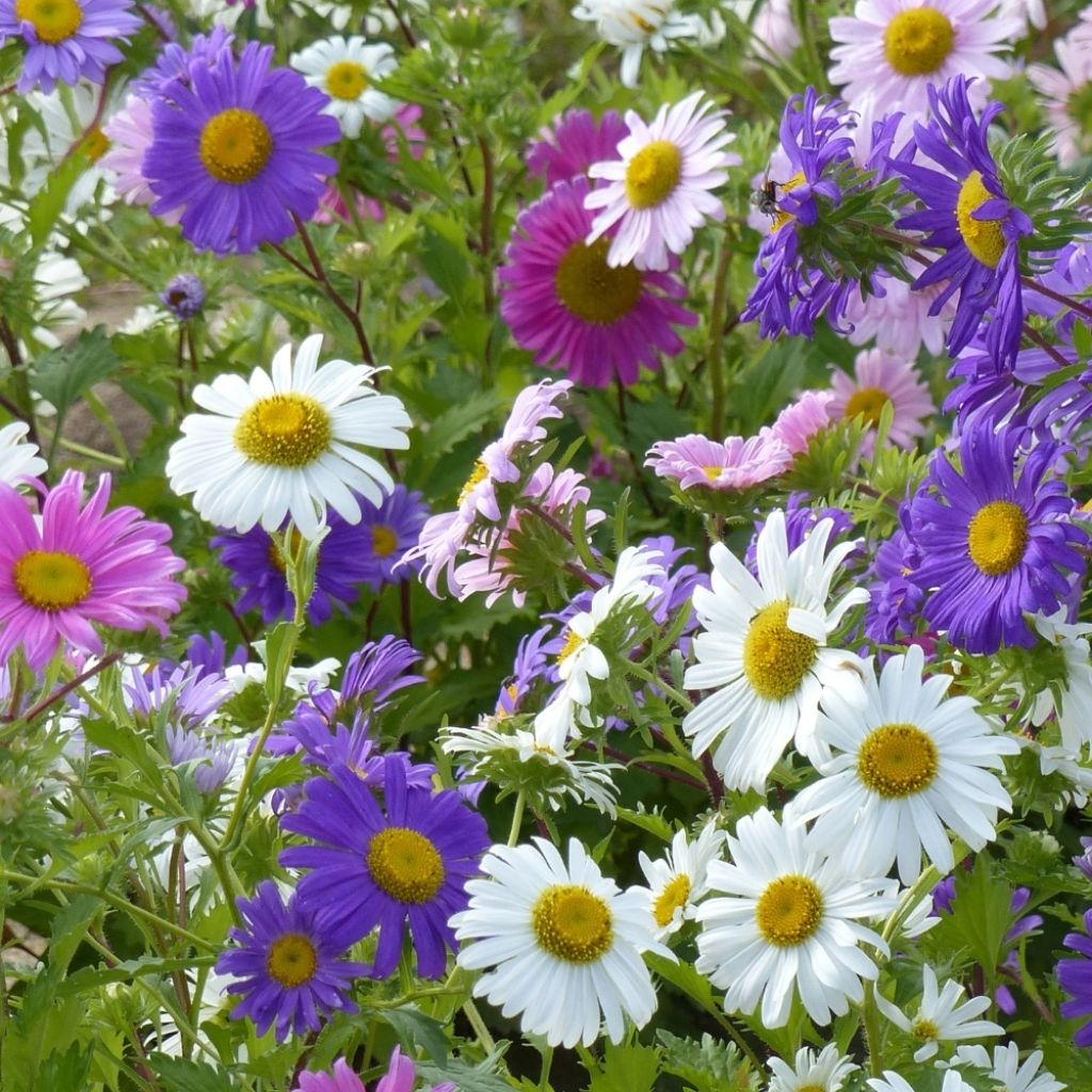 Graines de Reine-marguerite Madeleine single Mix - Callistephus chinensis