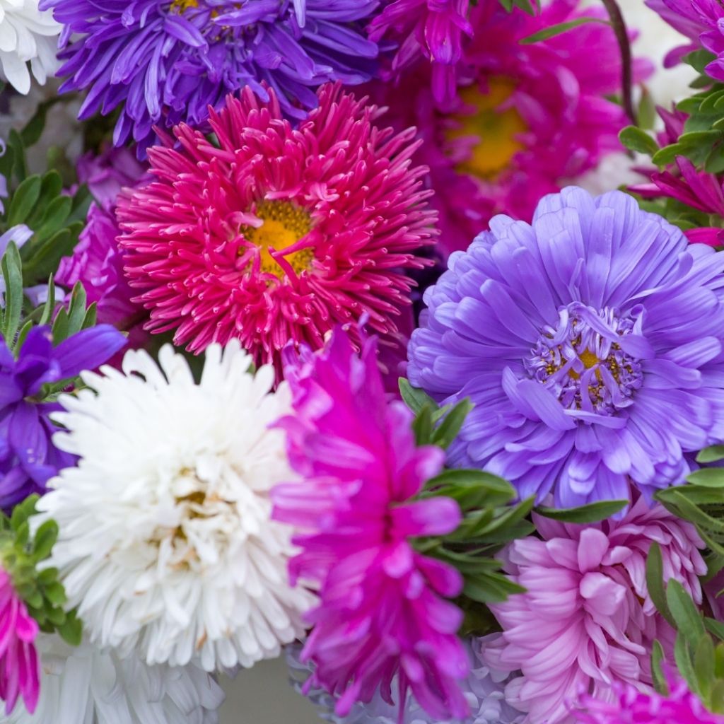 Graines de Reine-marguerite Plume d'Autruche Mix - Callistephus chinensis