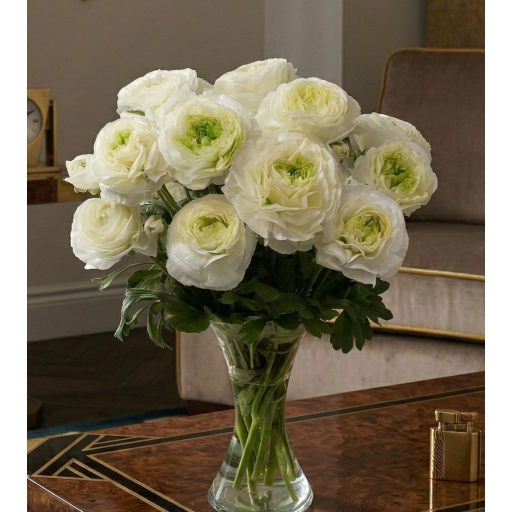 Renoncule des fleuristes Romance Montenvers – Ranunculus asiaticus