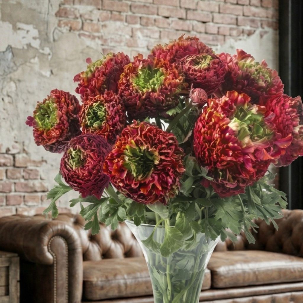 Renoncule des fleuristes Romance Odon – Ranunculus asiaticus