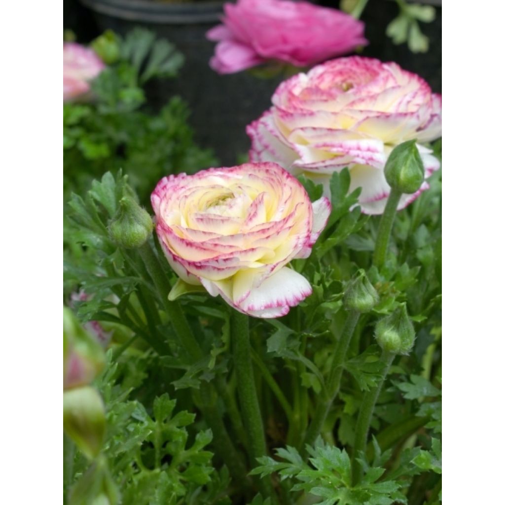 Renoncule asiatique double blanc bord rose
