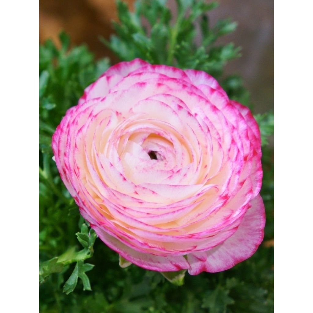 Renoncule asiatique double blanc bord rose