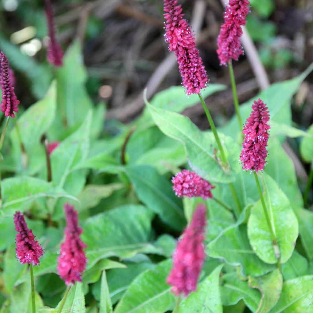 Renouée - Persicaria amplexicaulis Blackfield
