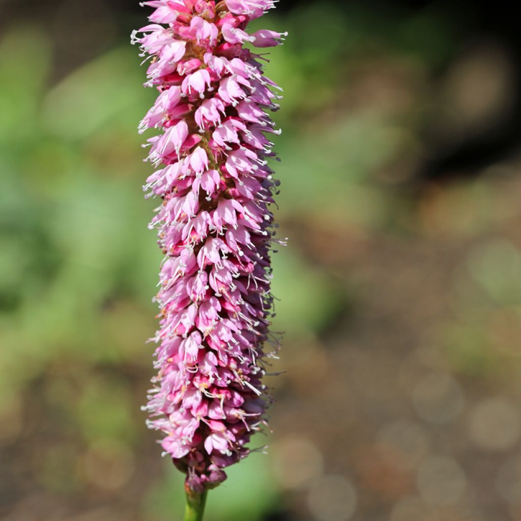 Renouée - Persicaria bistorta Hohe Tatra