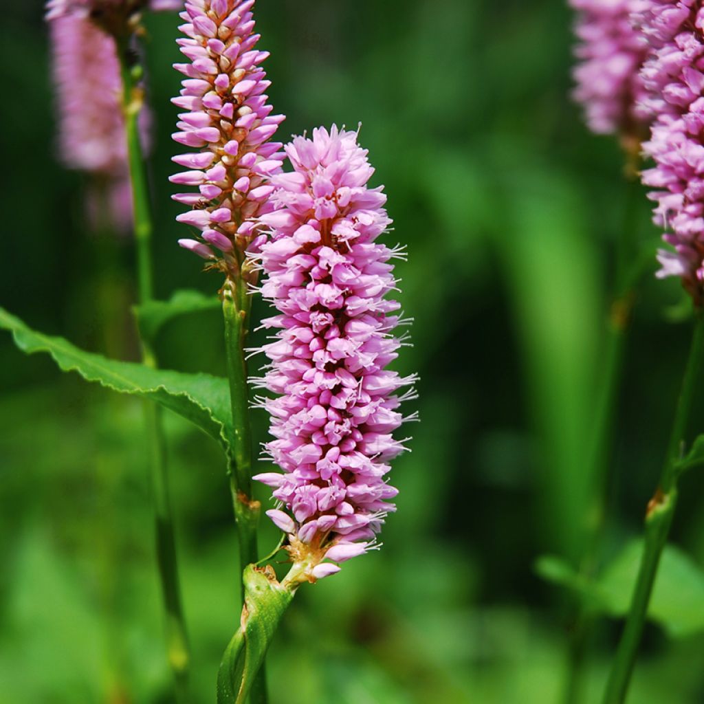 Renouée - Persicaria bistorta Superba