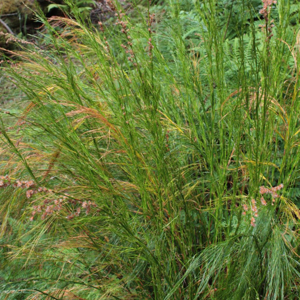 Restio tetraphyllus - Baloskion tetraphyllum