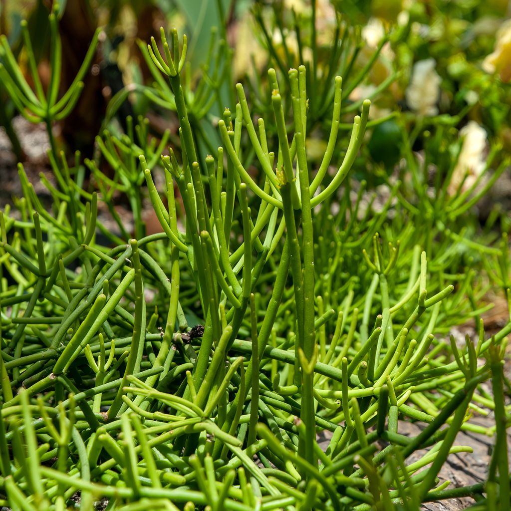 Rhipsalis baccifera - Cactus-jonc fructifère