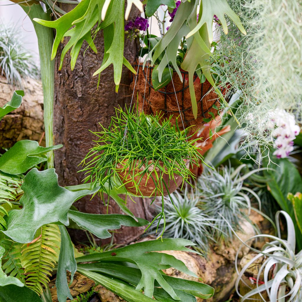Rhipsalis baccifera - Cactus-jonc fructifère