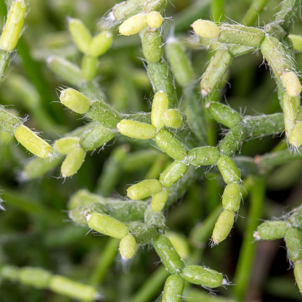 Rhipsalis cereuscula - Cactus corail