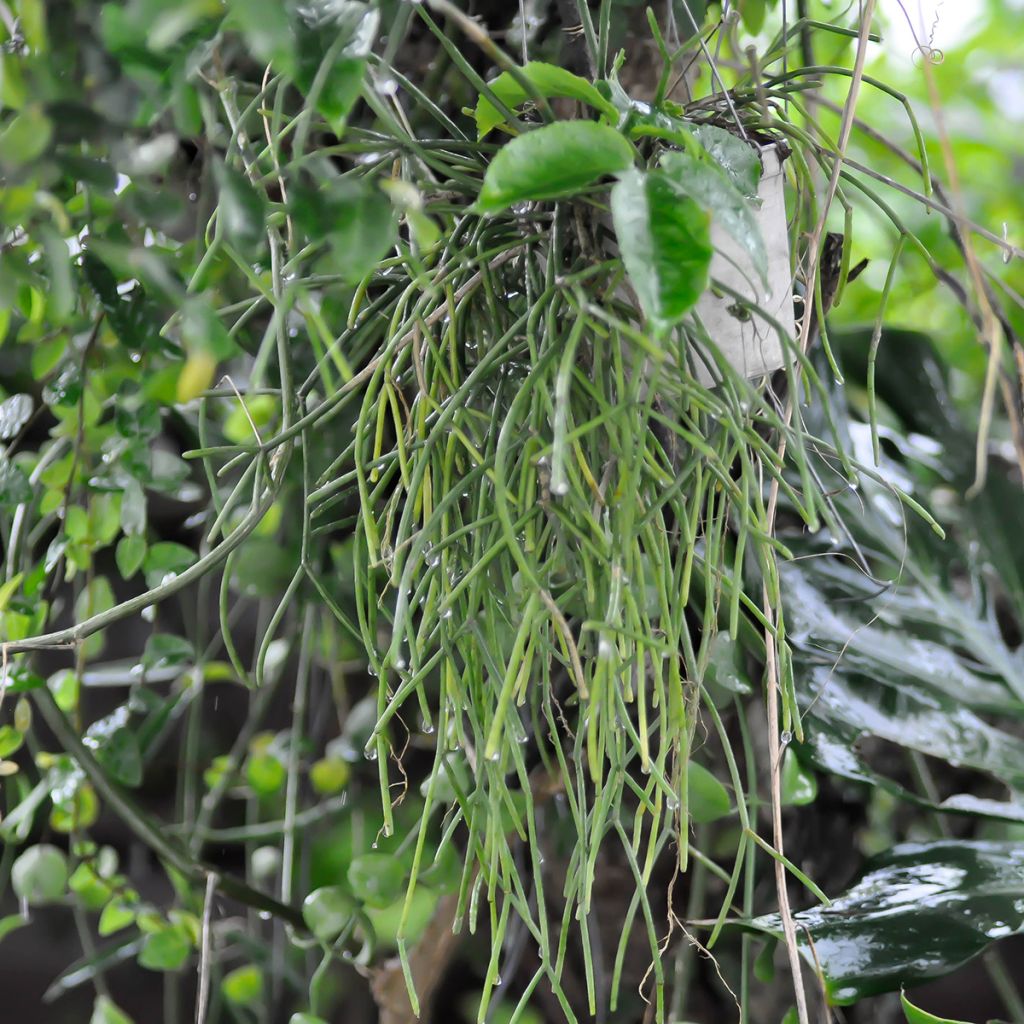 Rhipsalis cereuscula - Cactus corail
