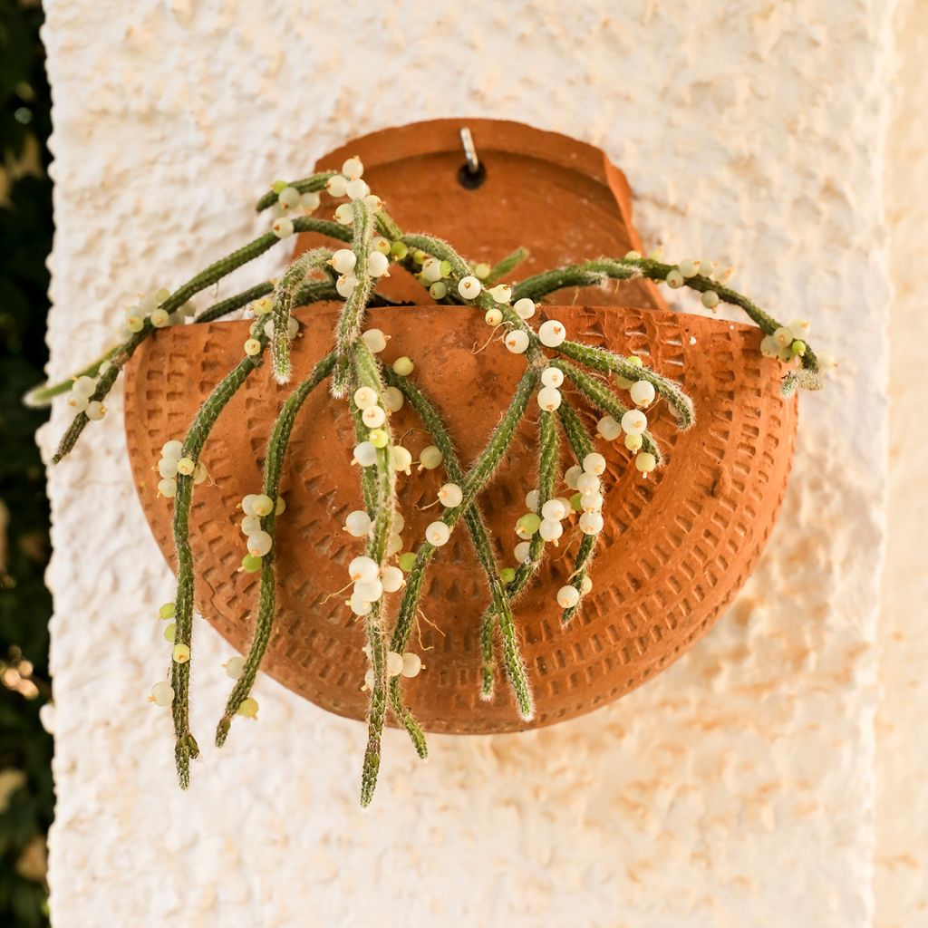 Rhipsalis horrida - Cactus-gui