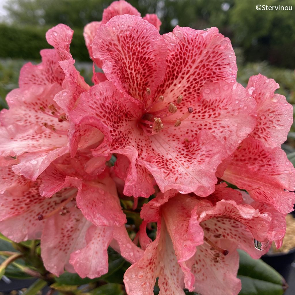 Rhododendron Château de Josselin