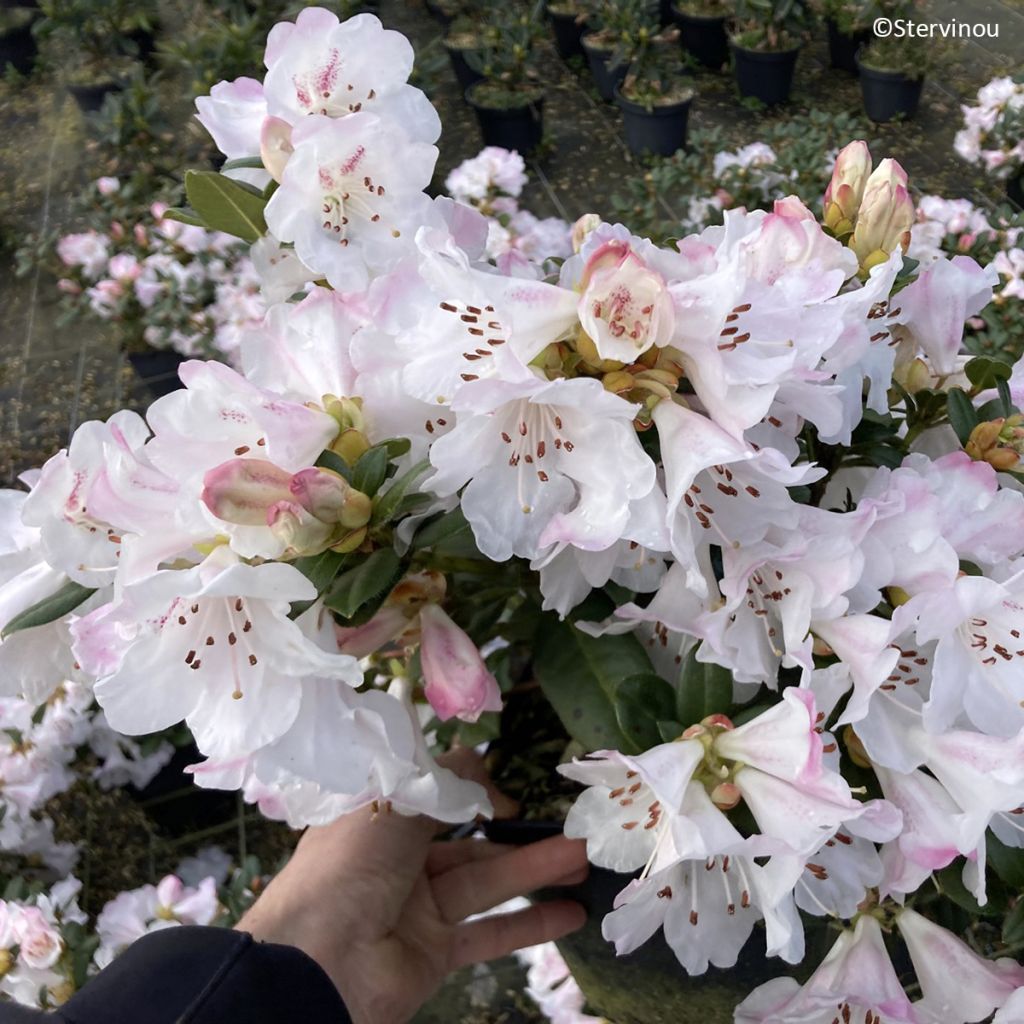Rhododendron Cilpinense 
