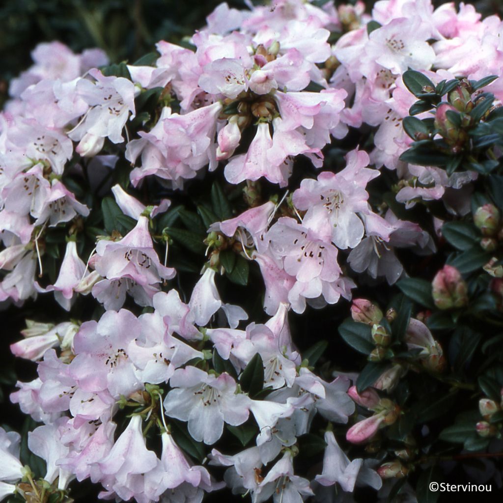 Rhododendron Cilpinense 