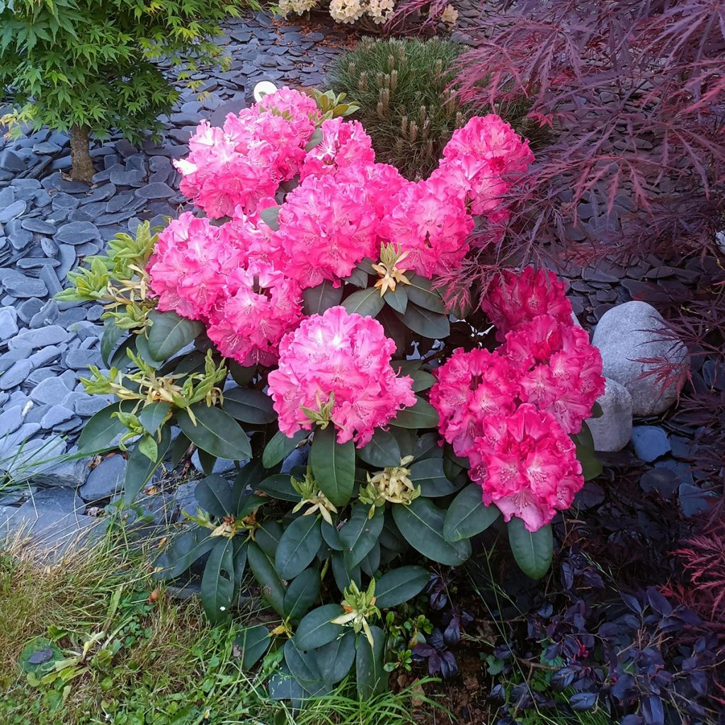 Rhododendron Germania - Grand Rhododendron