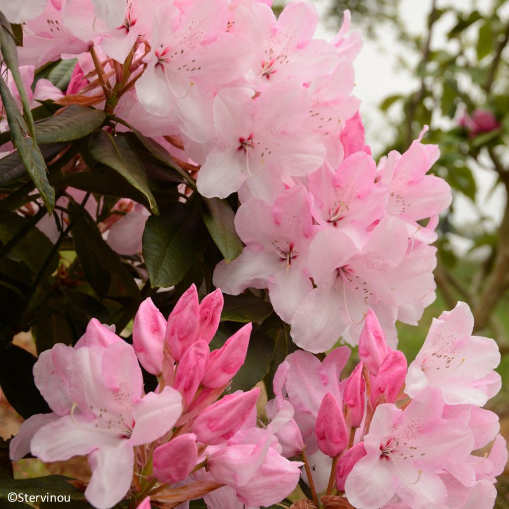 Rhododendron Halopeanum - Grand rhododendron
