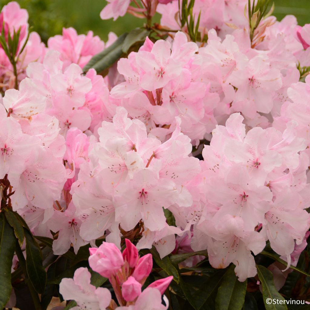 Rhododendron Halopeanum - Grand rhododendron