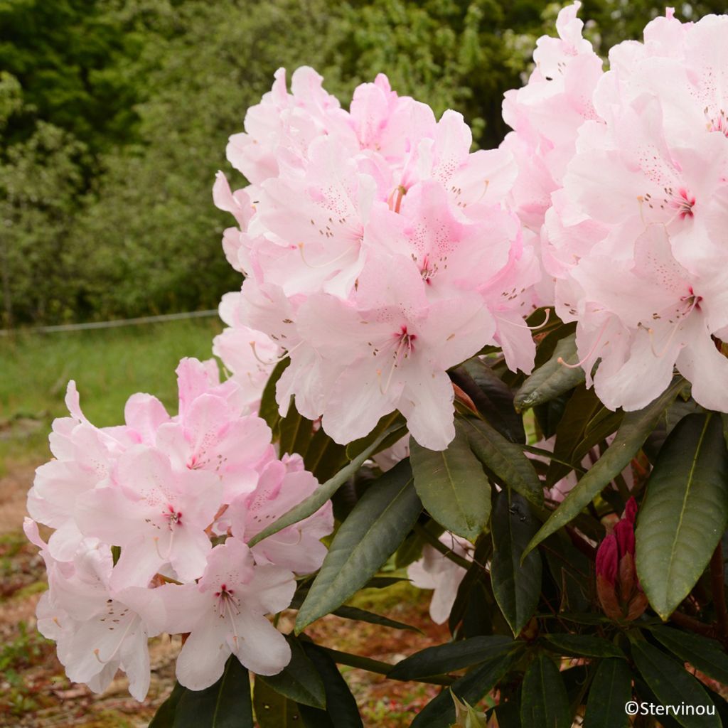 Rhododendron Halopeanum - Grand rhododendron