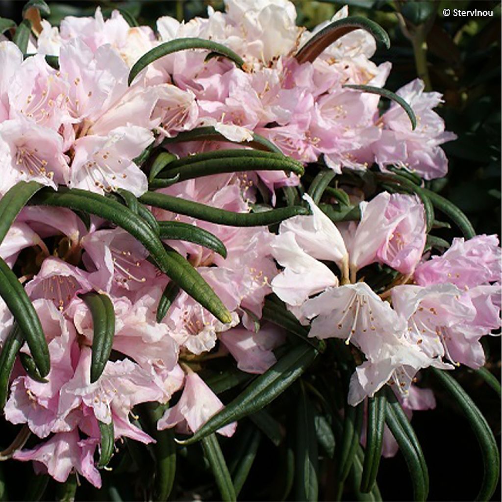 Rhododendron makinoï - Rhododendron nain