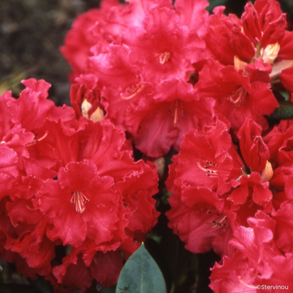 Rhododendron Markeeta's Prize - Grand rhododendron