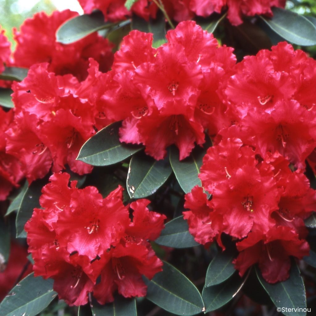 Rhododendron Markeeta's Prize - Grand rhododendron