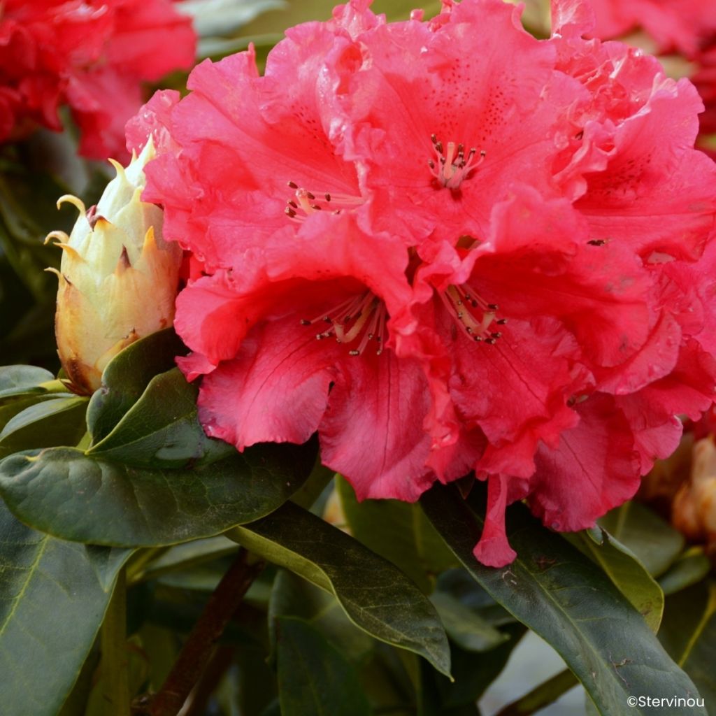 Rhododendron Markeeta's Prize - Grand rhododendron