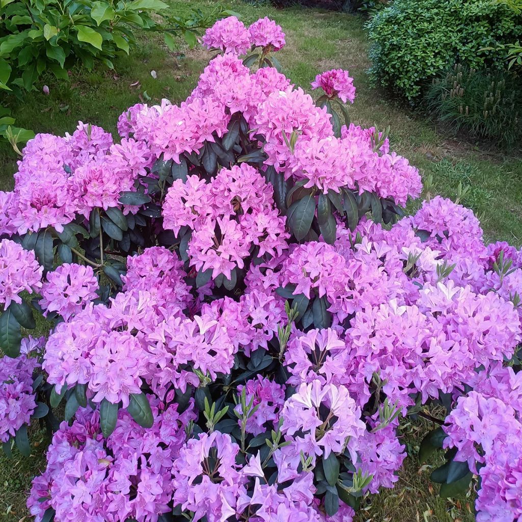 Rhododendron Roseum Elegans - Grand rhododendron