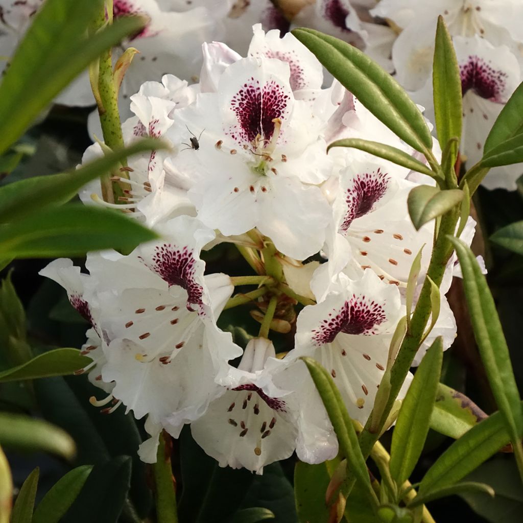 Rhododendron Sappho