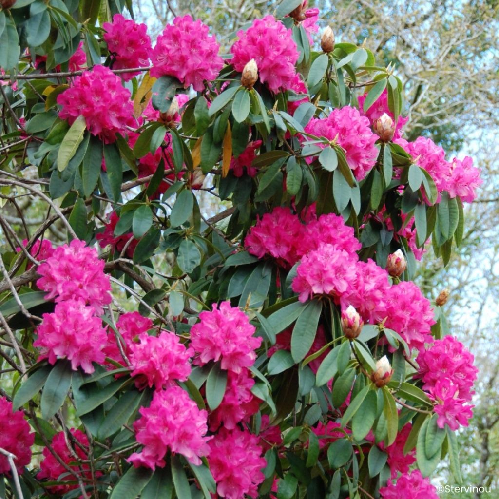 Rhododendron Souvenir de J. Broughton - Grand rhododendron