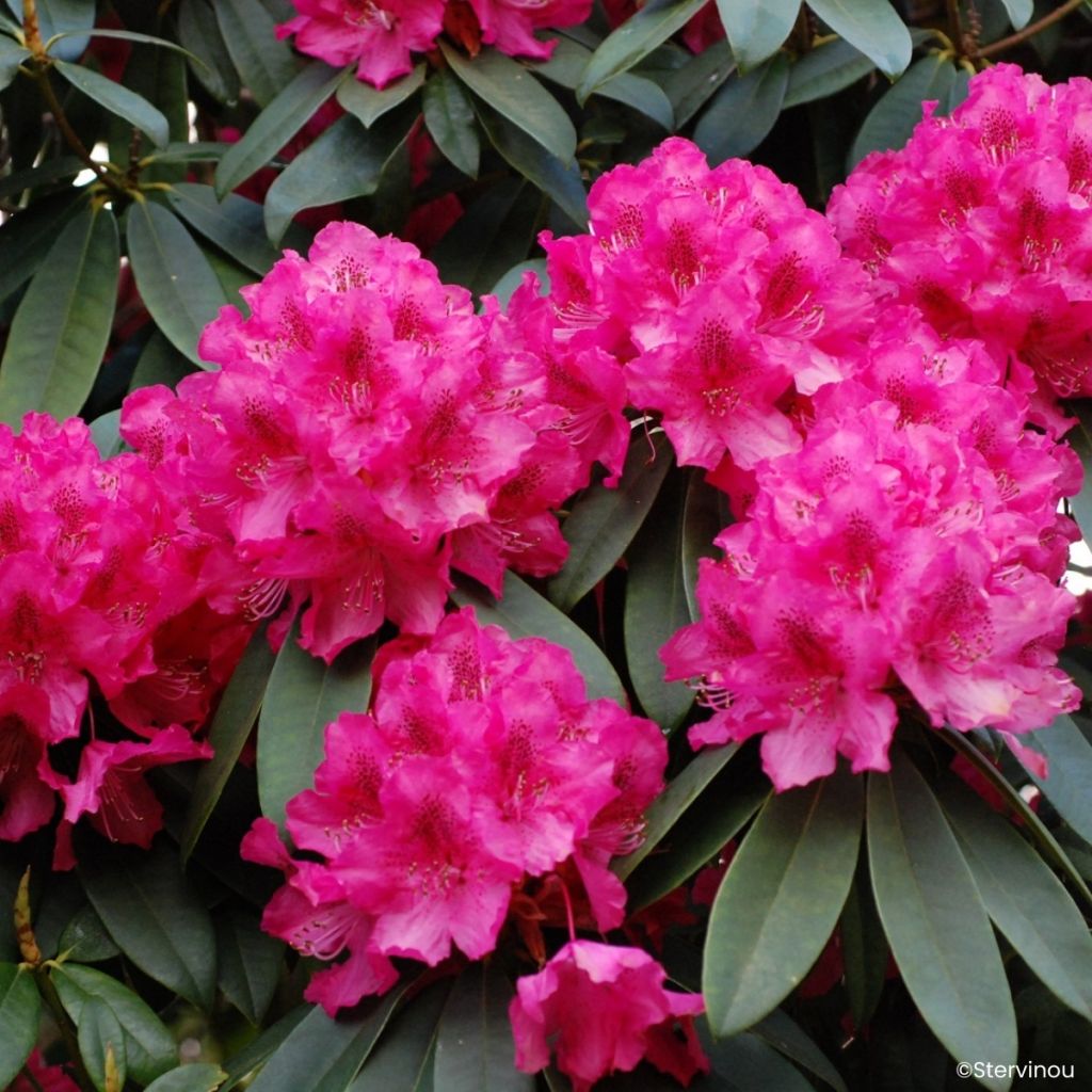 Rhododendron Souvenir de J. Broughton - Grand rhododendron