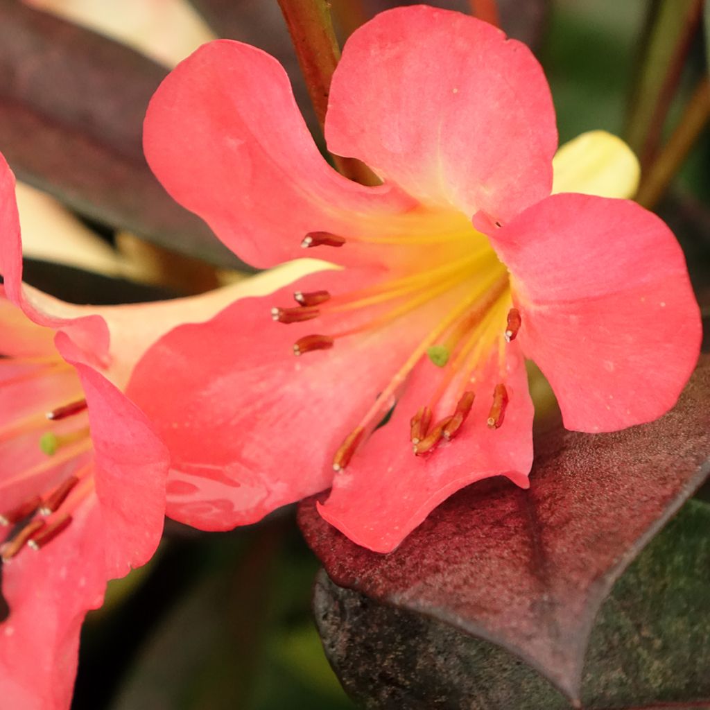 Rhododendron vireya Strawberry Parfait