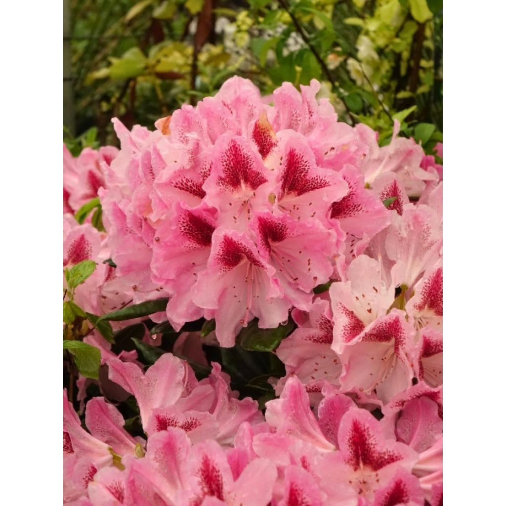 Rhododendron hybride Cosmopolitan