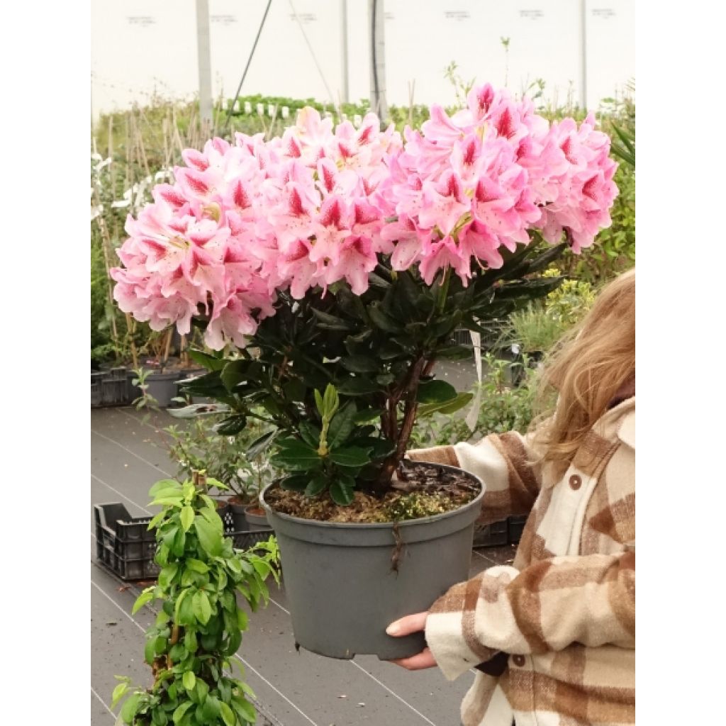 Rhododendron hybride Cosmopolitan