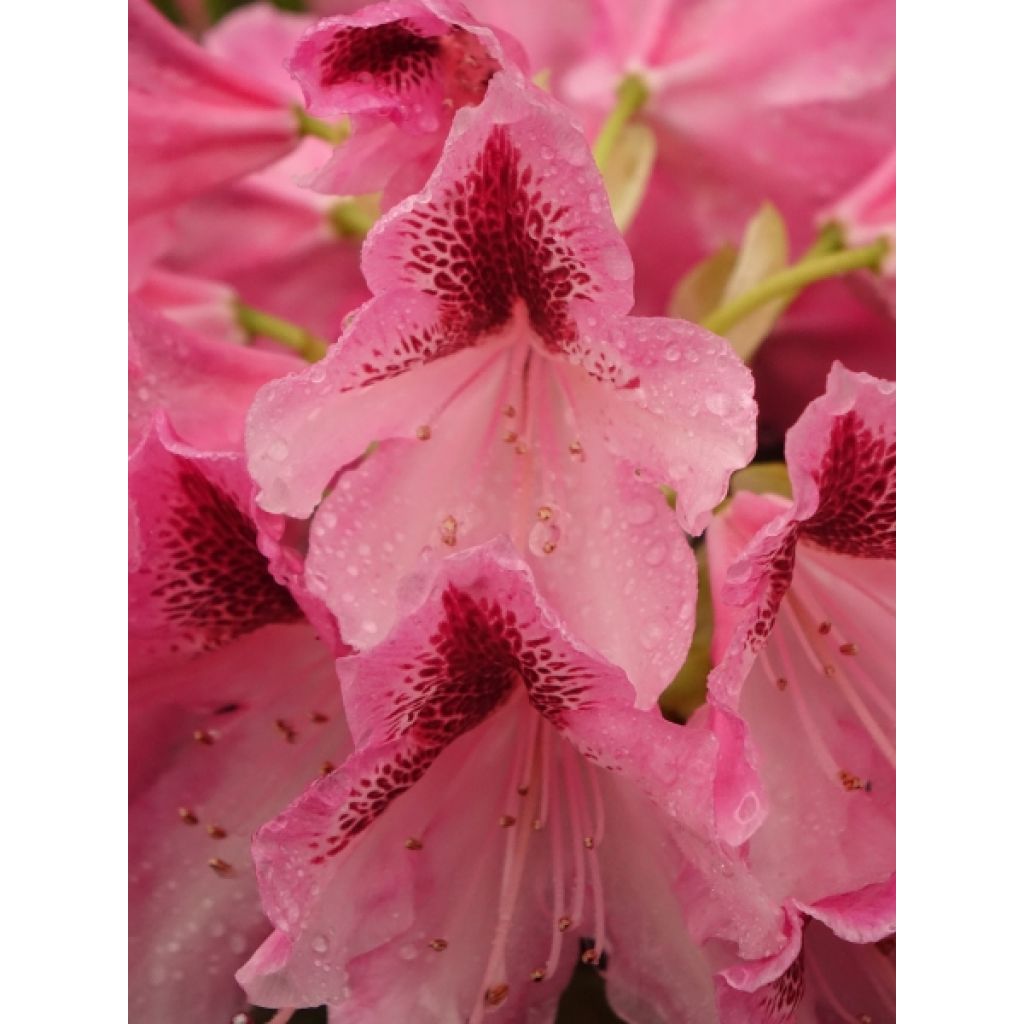 Rhododendron hybride Cosmopolitan
