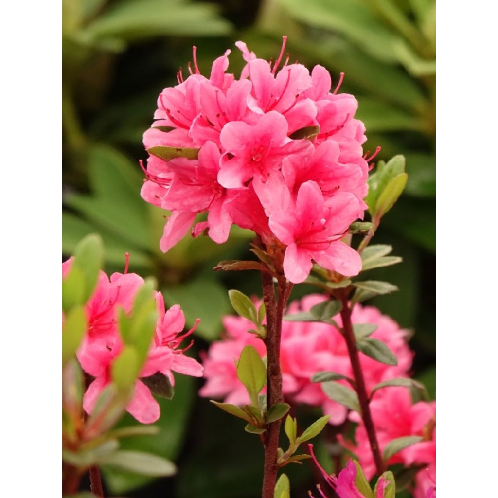 Azalée du Japon Sylvester - Rhododendron hybride