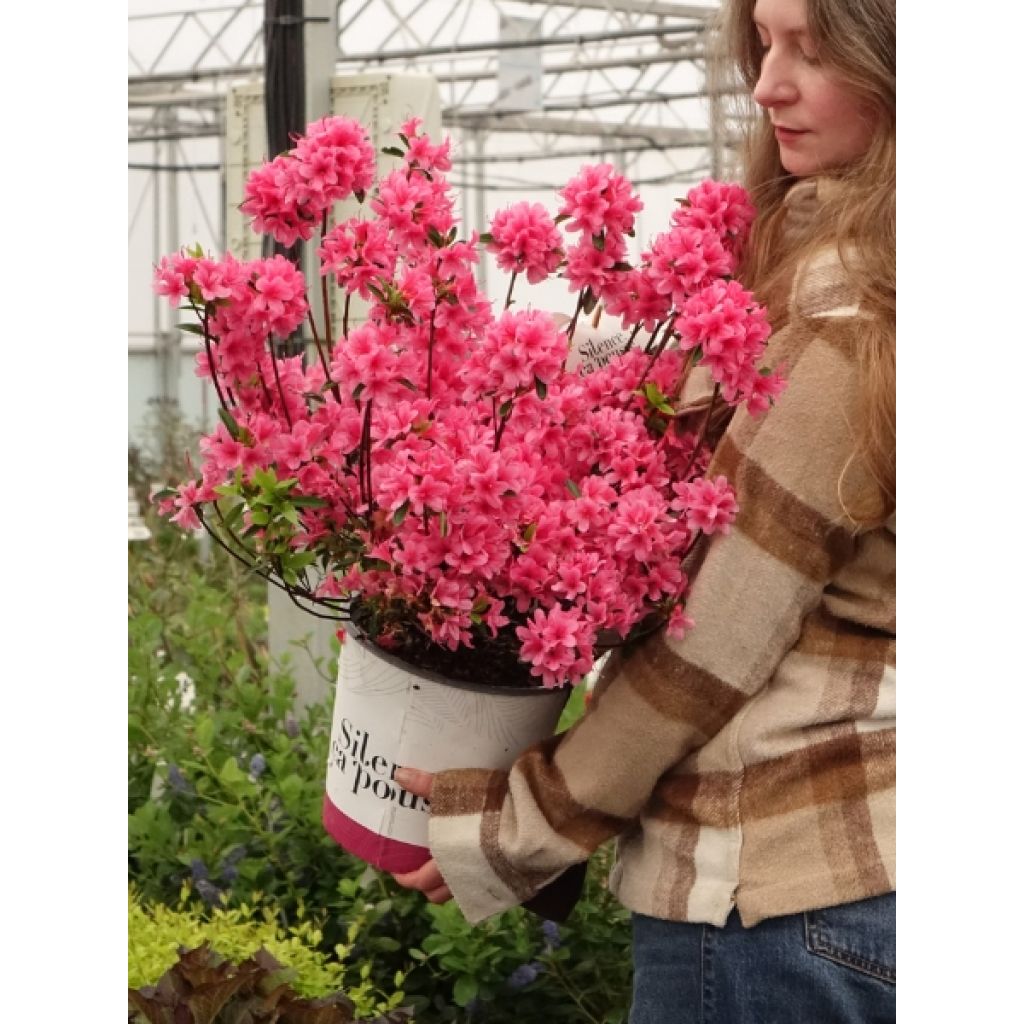 Azalée du Japon Sylvester - Rhododendron hybride