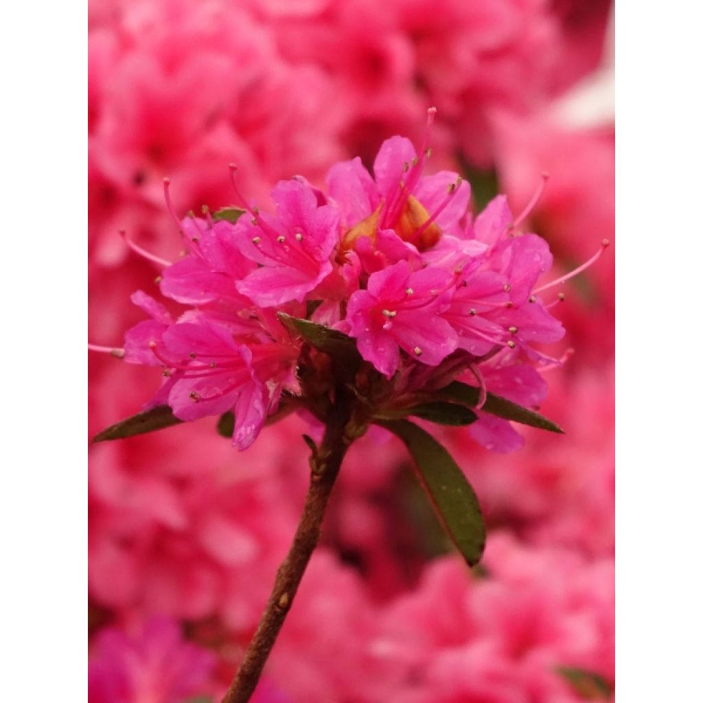 Azalée du Japon Sylvester - Rhododendron hybride