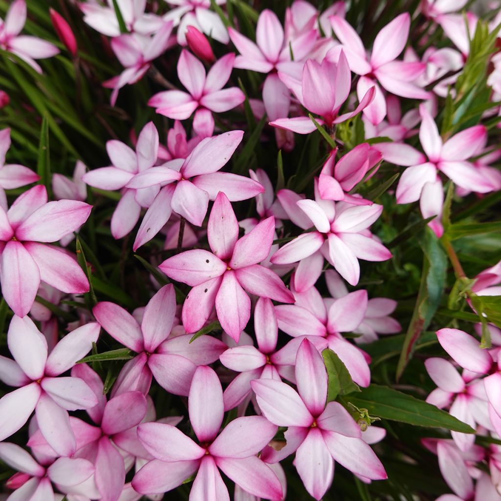 Rhodoxis Abigail